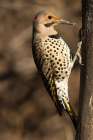 Northern flicker, Pennsylvania, Usa. Art Print
